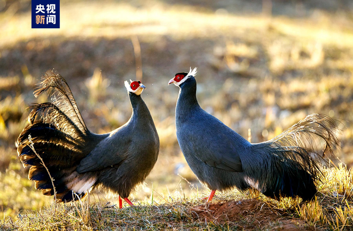 山地鸡中的"蓝精灵"雪中起舞 组团打卡祁连山|祁连山|张掖市_新浪新闻