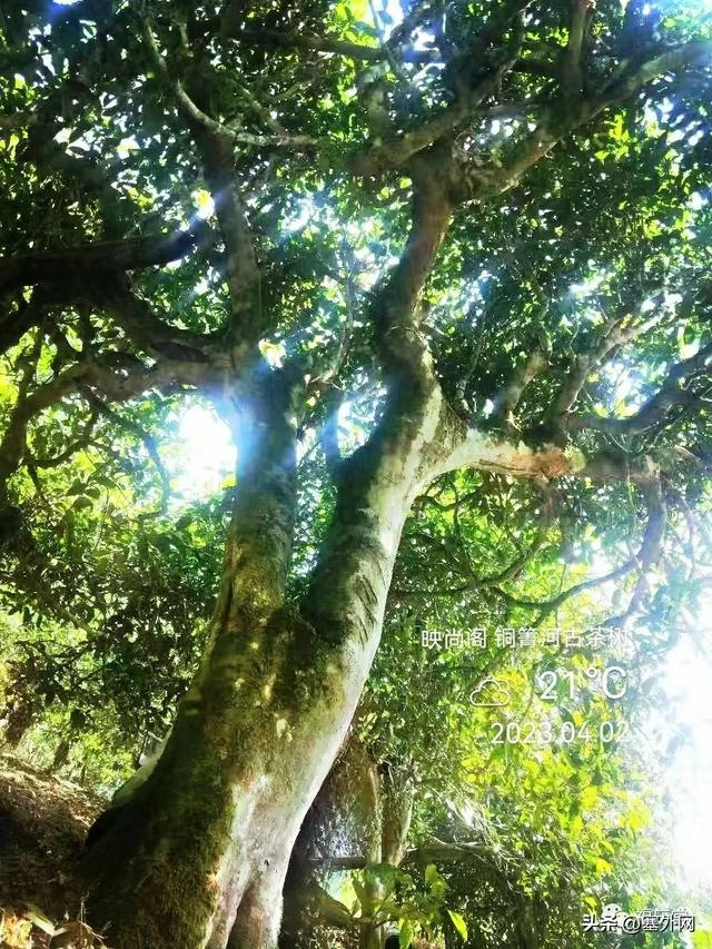 【茶知识】普洱古树茶和台地茶