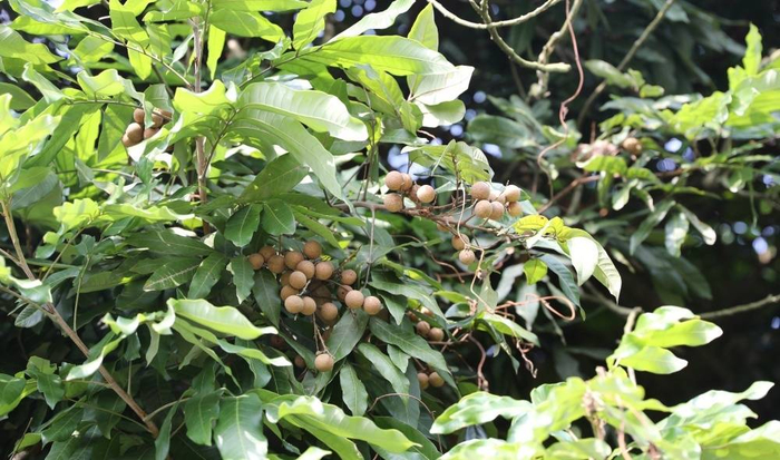 说龙眼话龘事儿⑧