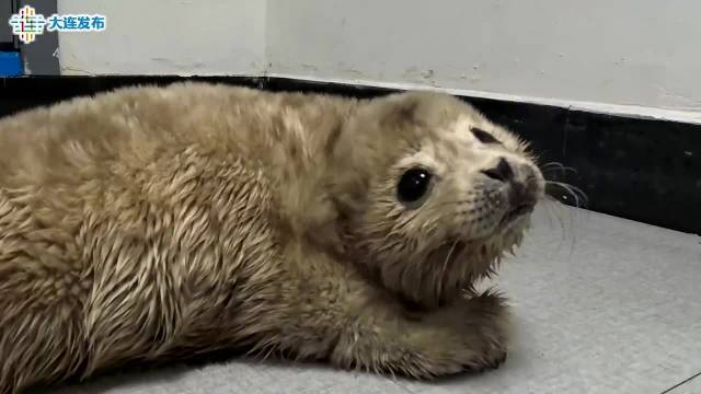 斑海豹幼崽落单走失多部门救助