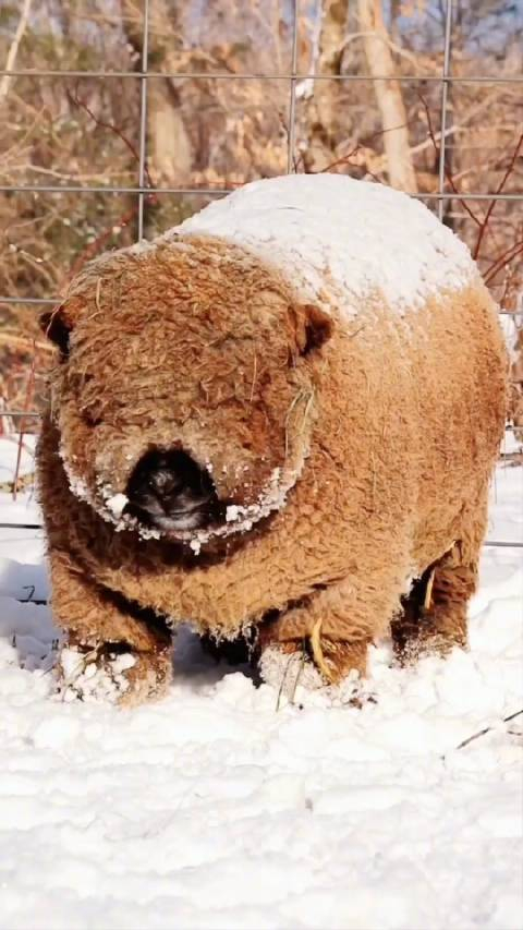 雪中的娃娃南丘羊babydollsouthdownsheep