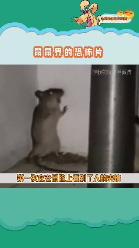 鼠鼠我呀哇达西真的要西内了吗