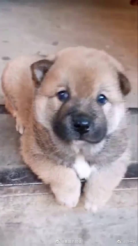 中华田园犬小时候太可爱了让你不知不觉的喜欢它