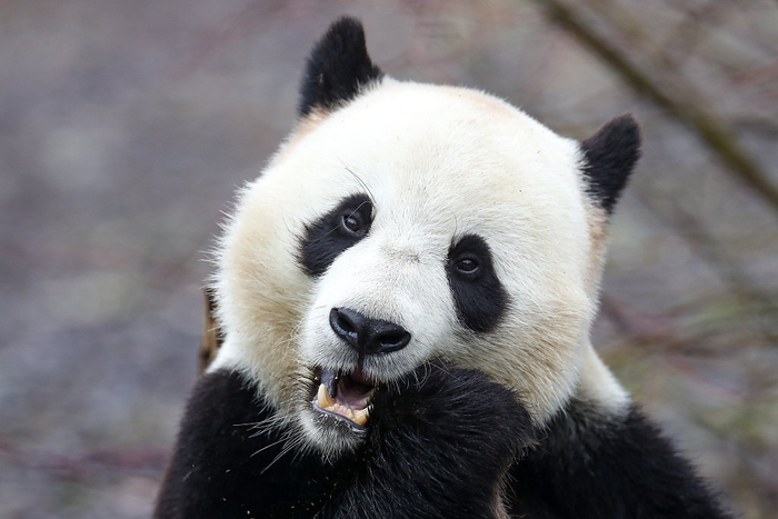 三只旅比大熊猫今秋将回国|熊猫|动物园|比利时_新浪新闻