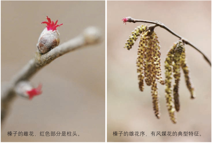 榛子为什么那么香?