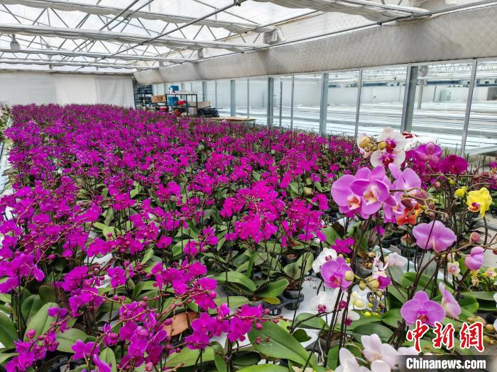 新春走基层探访盐城盐都台创园乡村花经济玩出新花样