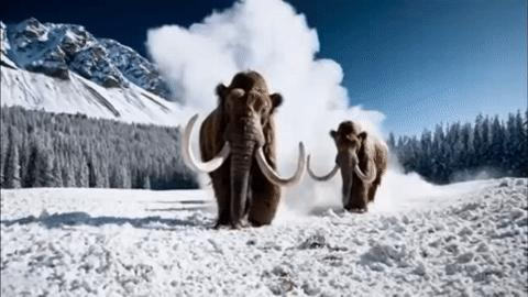 Sora制作的猛犸象视频/OpenAI