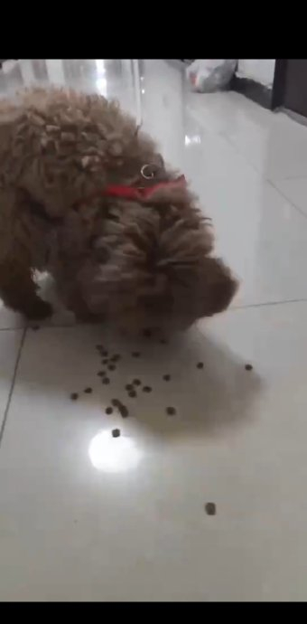 帮转:初五晚上在昌平区南口镇玉龙公寓捡到泰迪男孩一只……_新浪新闻