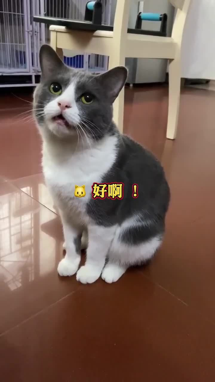 它好像比你还需要水cr安安的喵