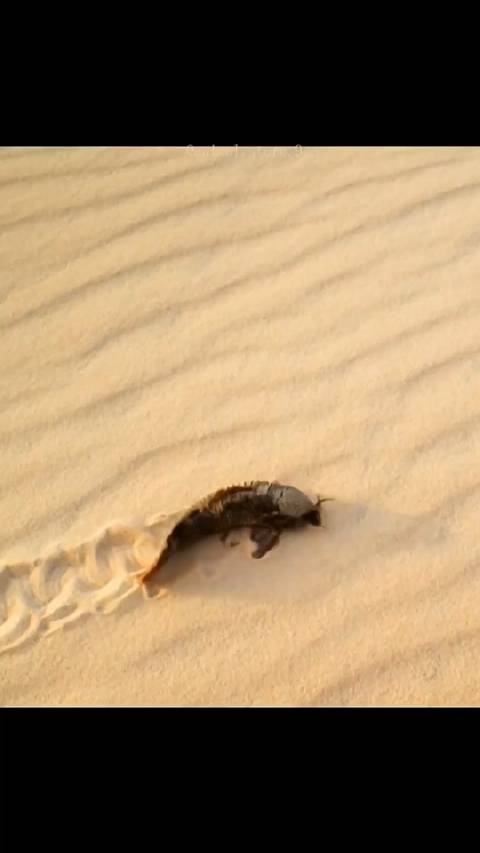 沙漠里会爬行的鱼?