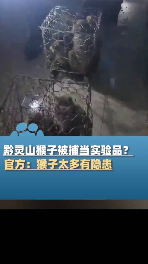 网传黔灵山大量猴子被捕当实验品
