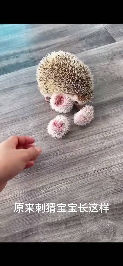 刺猬妈妈生了几个板栗