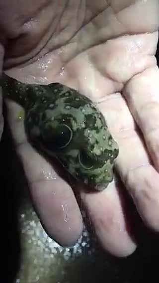 天下罕见这是许昌市钓友王根钓到的人头鱼……__财经头条