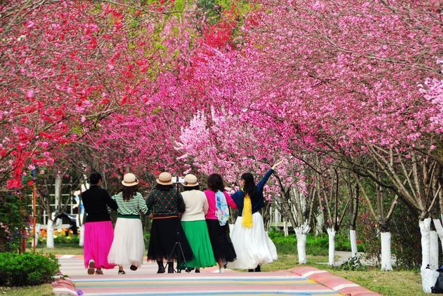 四川什邡花坞御景园,看浪漫樱花,闻早春气息,春游踏青的好去处