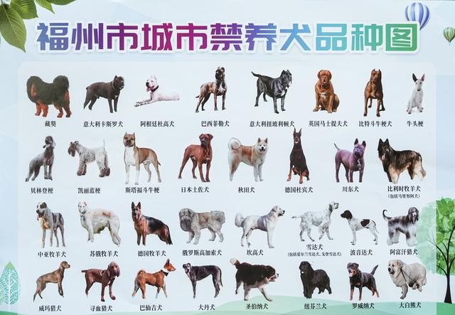条例|养犬|犬只_新浪新闻