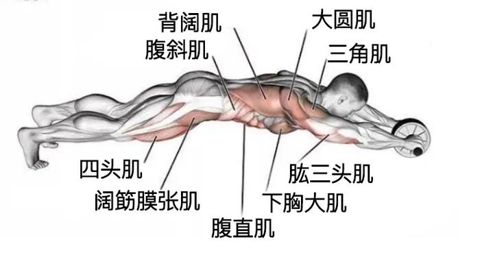 男人瘦肚子的运动图解图片