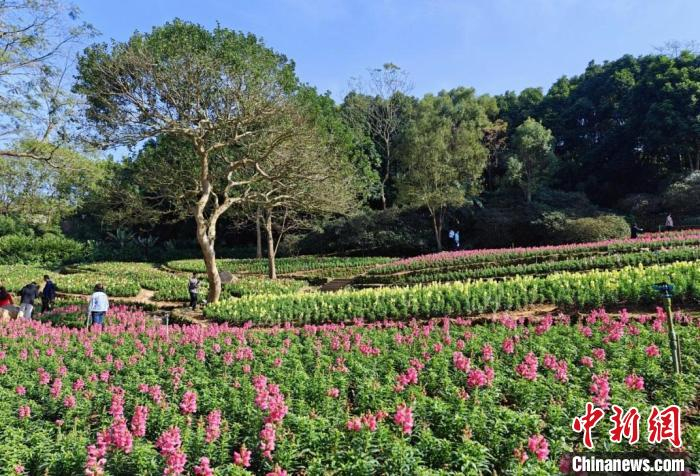 广西南宁春花竞放 市民踏青赏花忙