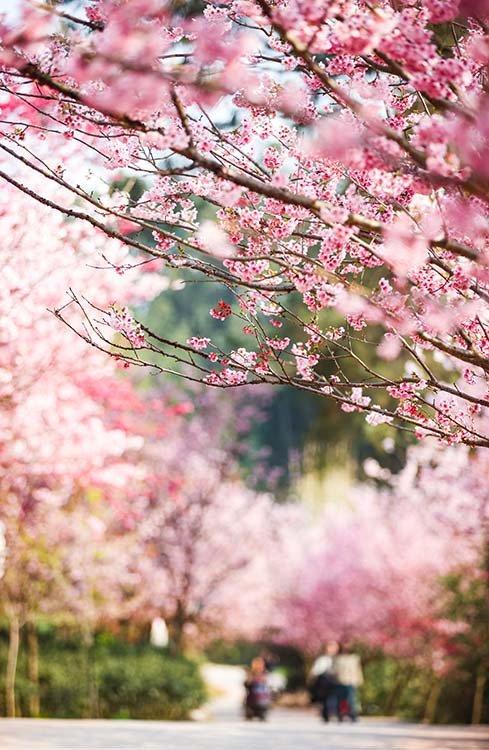 宜宾樱花图片