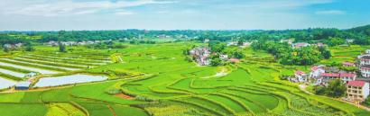 牛佛镇金山村的“中稻＋再生稻绿色高产高效栽培示范片”。 宋姿熠 摄