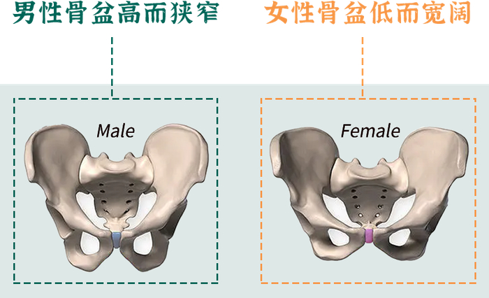 《男女生肚脐眼差异观察报告》(内含大量真实图)|肚脐眼|肚脐|髂嵴_新