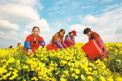庙坝镇农户采摘菊花。