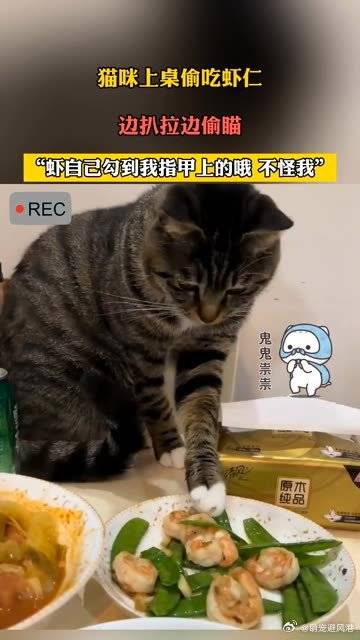 猫咪上桌偷吃虾仁边扒拉边偷瞄虾自己勾到我指甲上的哦不怪我