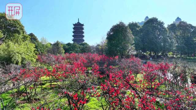 昆明昙华寺公园木瓜花进入最佳观赏期