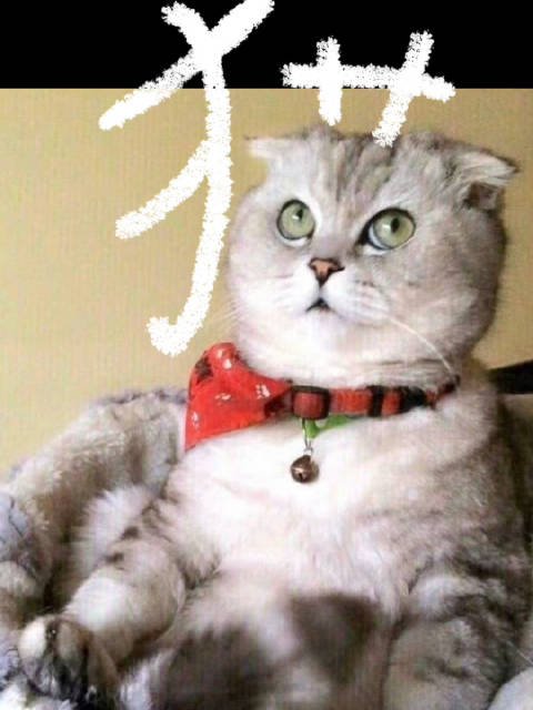 涂鸦一张猪哥的经典美照