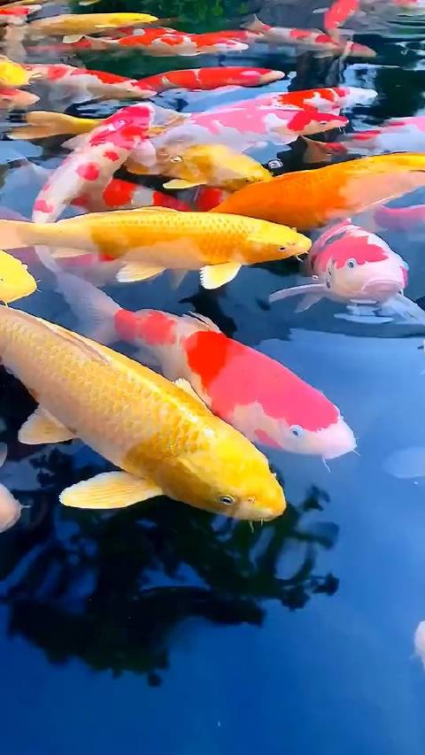 见锦鲤接好运