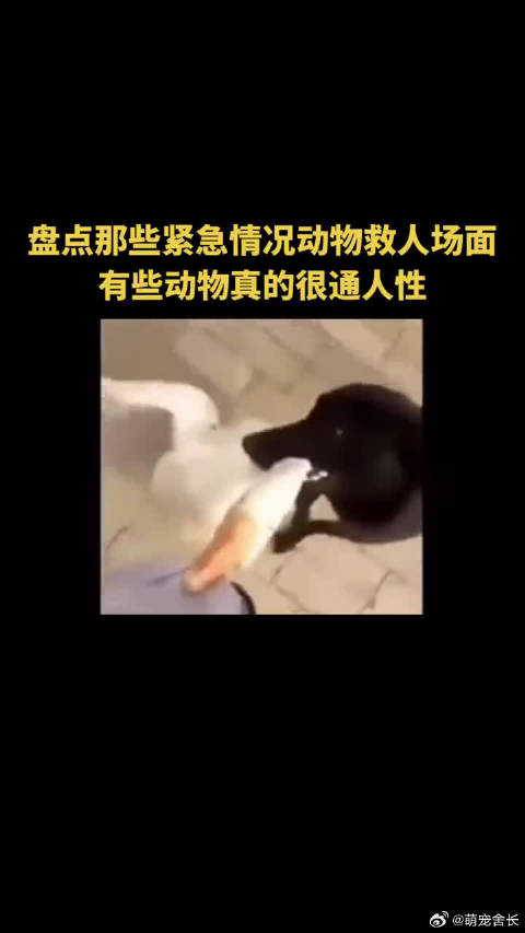 盘点那些动物救人名场面有些动物天生就通人性