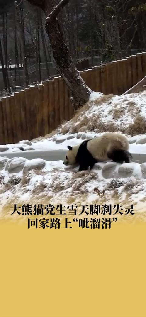 大熊猫雪天脚刹失灵回家路上呲溜滑