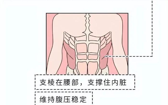 肌肉无力原因二多少还会是影响到体态坏消息是这种情况并不影响体重好