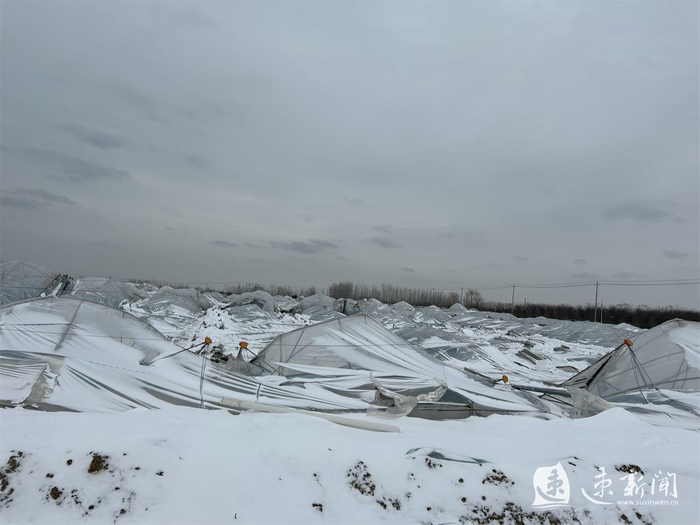 应对冻雨雪灾天气,宿迁发布4条意见指导农业生产