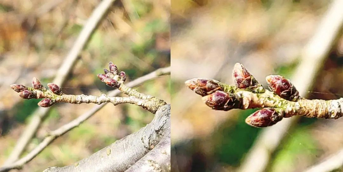 2月21日贵安樱花园实景拍摄