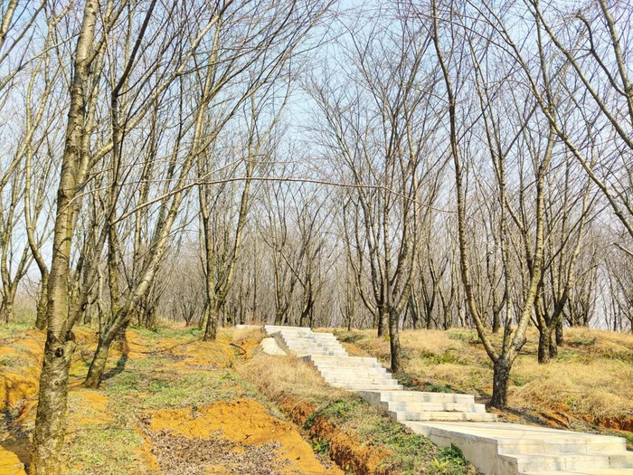 2月21日贵安樱花园实景拍摄