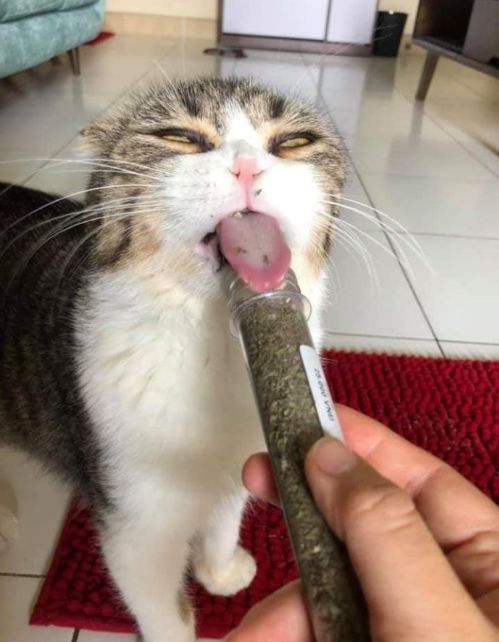 猛吸一口,感觉整个猫都飘了|猫|铲屎官_新浪新闻