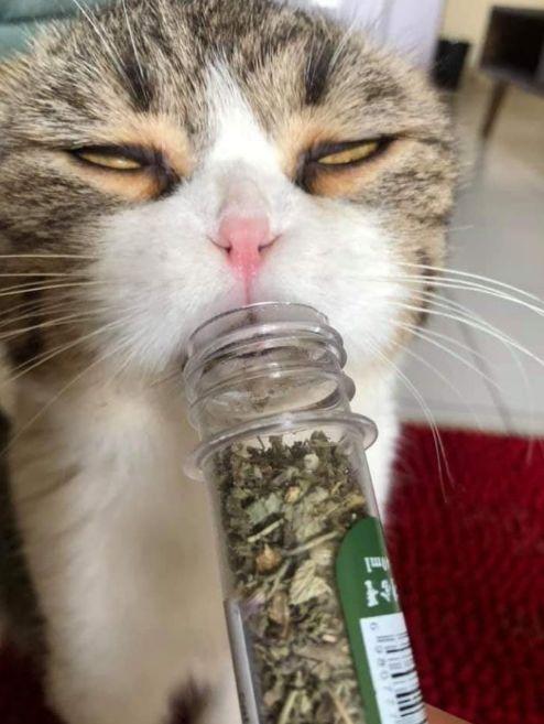 猛吸一口,感觉整个猫都飘了