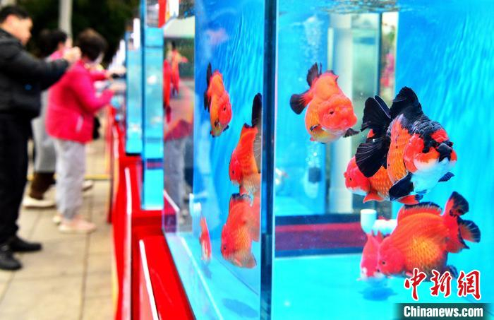 (新春走基层)福州:金鱼展闹新春|福州市|张斌_新浪新闻