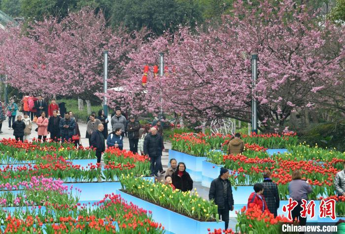 走进山城探寻公园里的春天重庆发布赏花指南