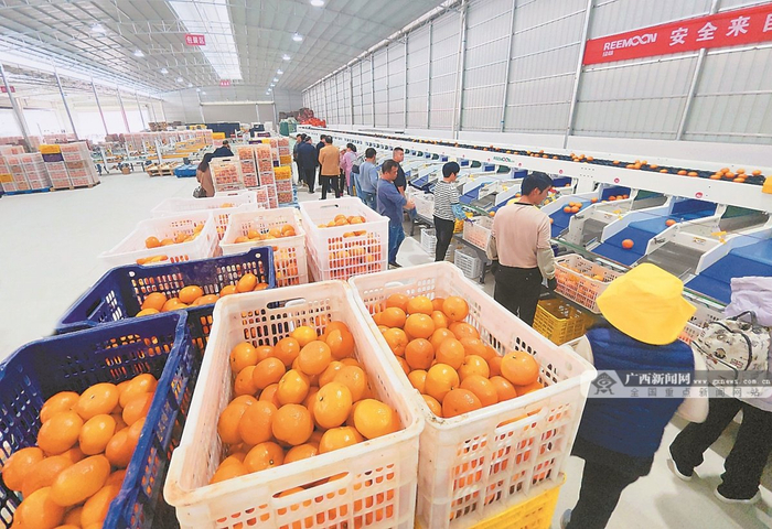 火出圈中国果盘子里的广西故事