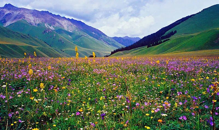 和巴音布鲁克景区相连的巩乃斯景区野花争奇斗艳。（资料图）