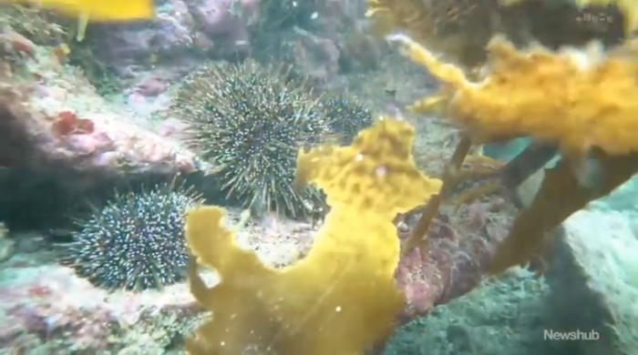 政府:定个日子,大家尽情杀……|新西兰|海胆|海藻_新浪新闻