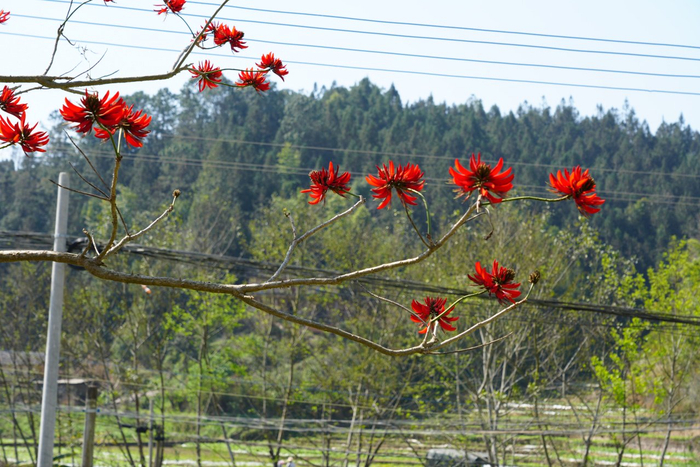 春风十里丨春日刺桐,遇见一抹肆意红|鸡冠刺桐|刺桐|树梢_新浪新闻