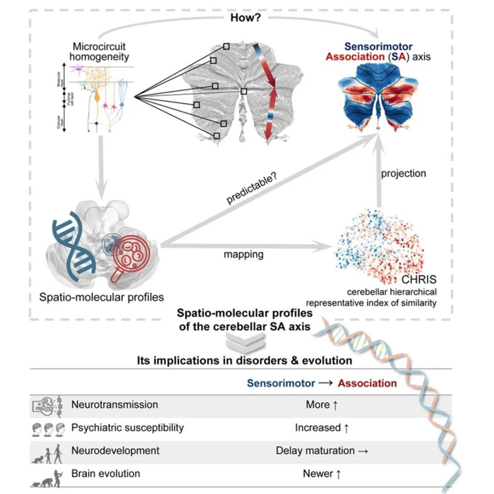 cellrep自动化所樊令仲等揭示人类小脑功能层级背后的时空分子谱