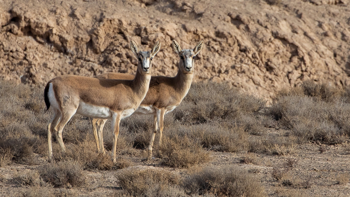 鹅喉羚张掖荒漠里最帅的平平无奇