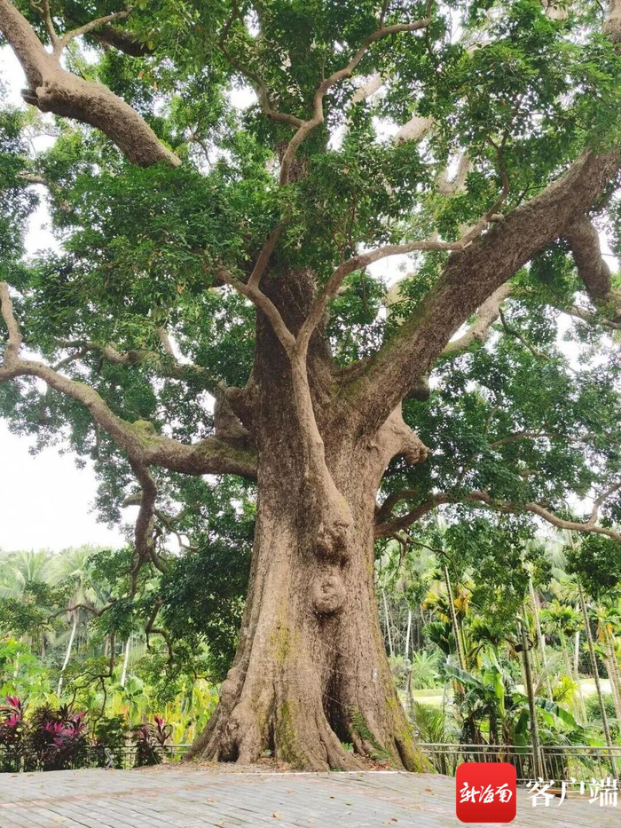 文昌市评选出"十大树王" 最长树龄450年|文昌市|大树王|树龄_新浪新闻