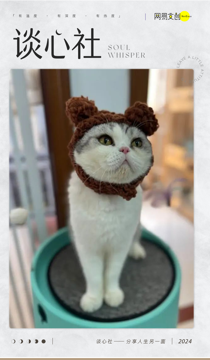 身价上万的宠物,过年前被扔到了大街上|小红书|宠物|猫_新浪新闻