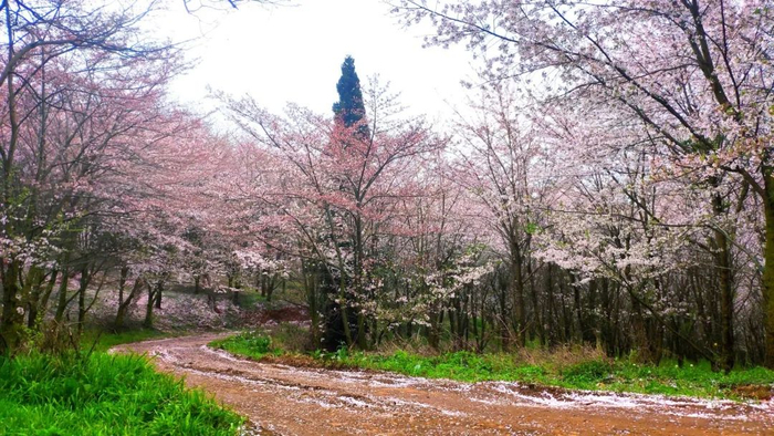 贵安樱花园历年景观