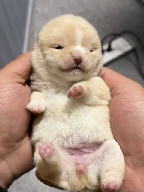 刚出生十五天的柴犬宝宝