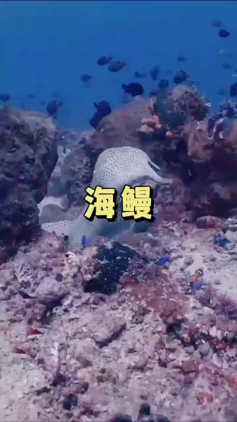 两只海鳗打架招招凶狠